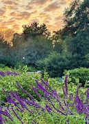 28th Oct 2024 - Sunset in Hampton Park