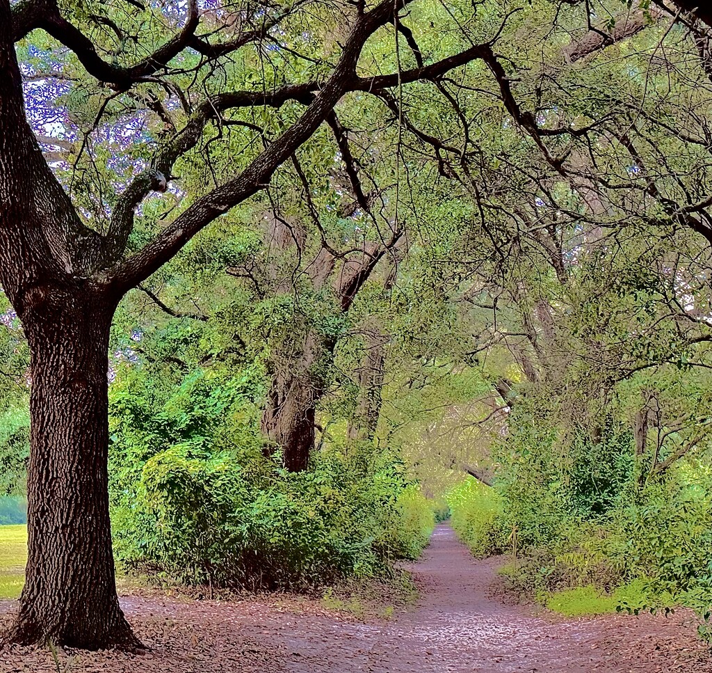 Hampton Park path by congaree