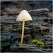 Yellowleg bonnet