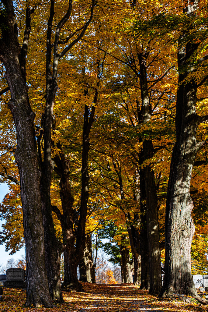 The Golden Path by darchibald