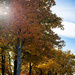 Autumn in the Cemetery