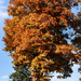 Autumnin the Cemetery_