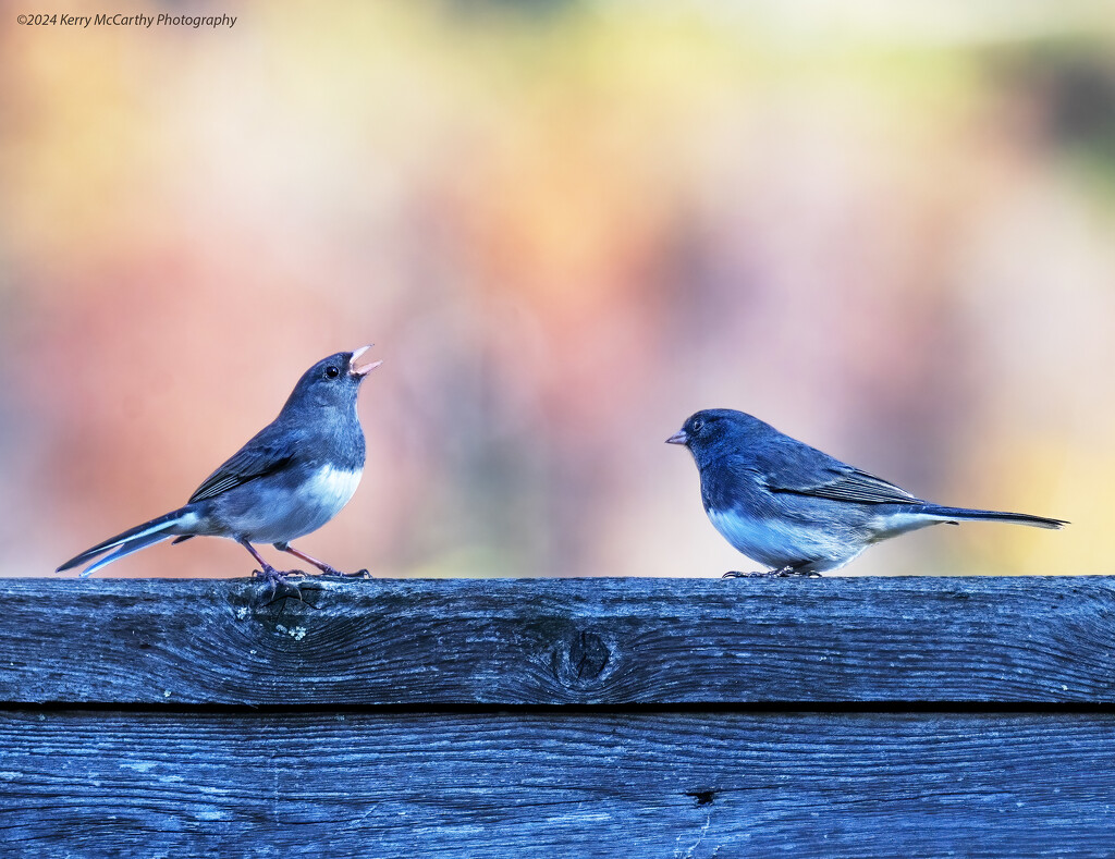 The juncos are back! by mccarth1