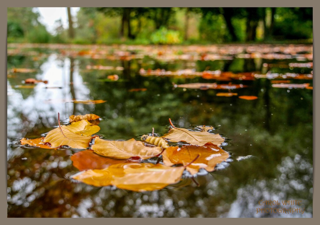 Floating Leaves And Reflections by carolmw