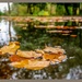 Floating Leaves And Reflections