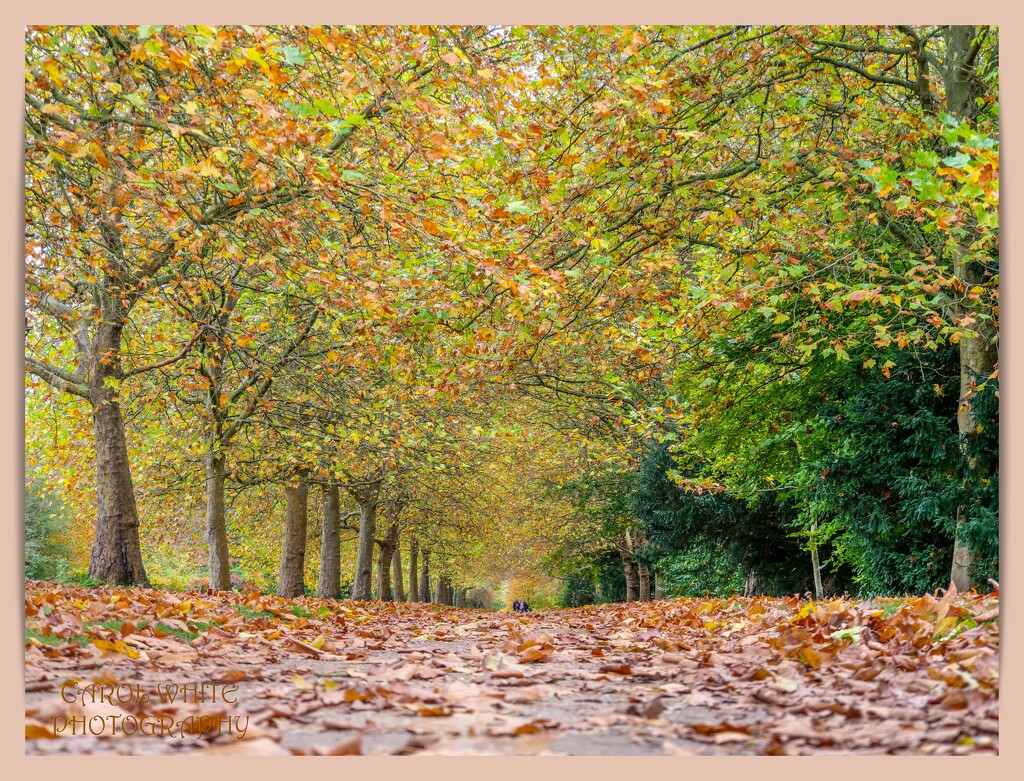 Walkway In Autumn by carolmw