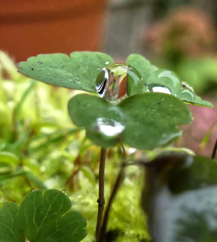 View through a Raindrop by redbiro