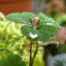 View through a Raindrop