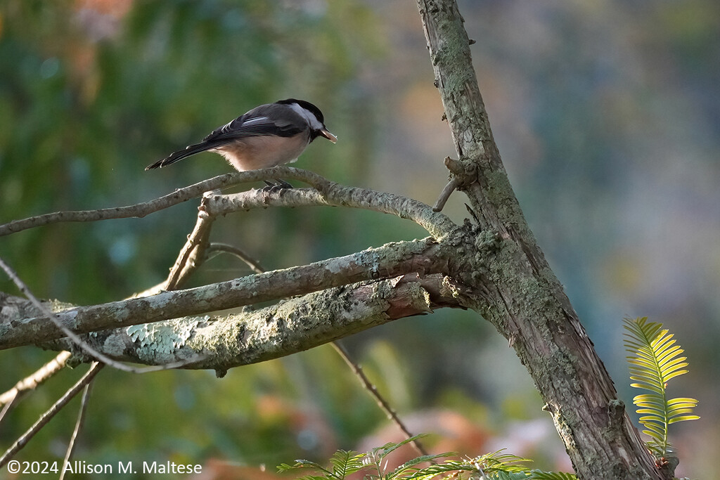 A Chickadee's Breakfast by falcon11