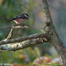 A Chickadee's Breakfast