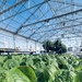 Greens in a green house