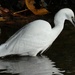 Little Egret