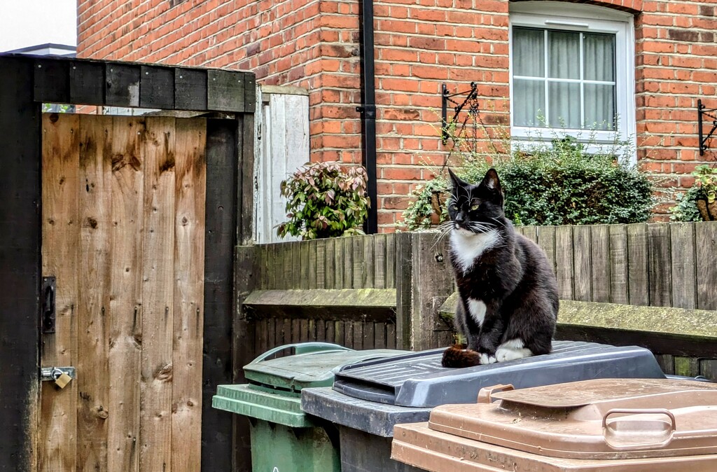 Sitting pretty on the bins by boxplayer