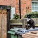 Sitting pretty on the bins