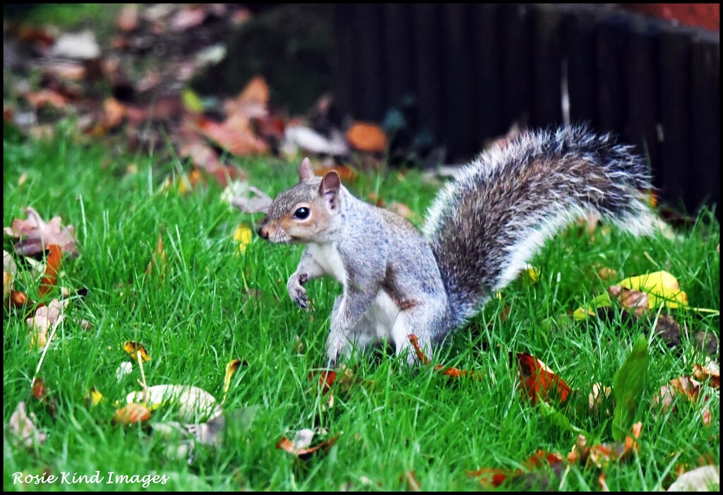 What are you up to Squizzer? by rosiekind