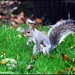 What are you up to Squizzer?