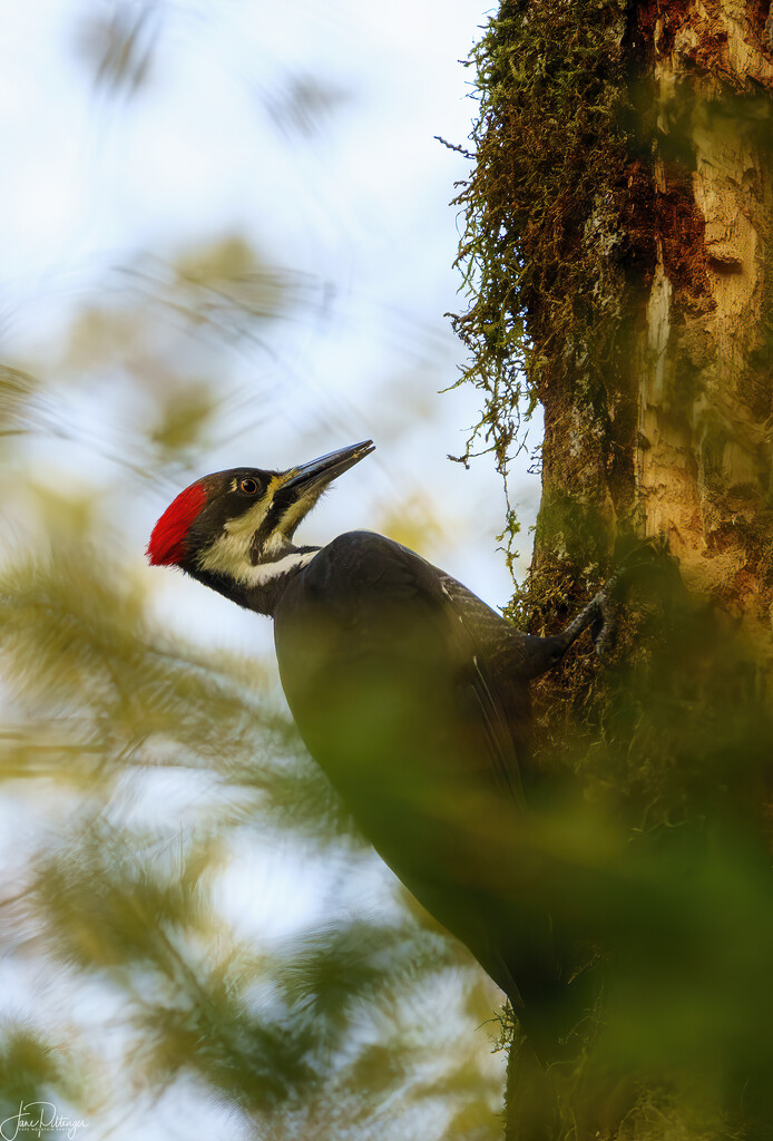 Pileated with Beak Full by jgpittenger