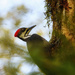 Pileated with Beak Full