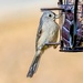 Tufted Titmouse