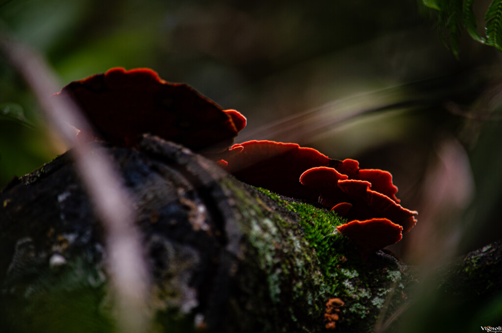 LED fungi by vignoli