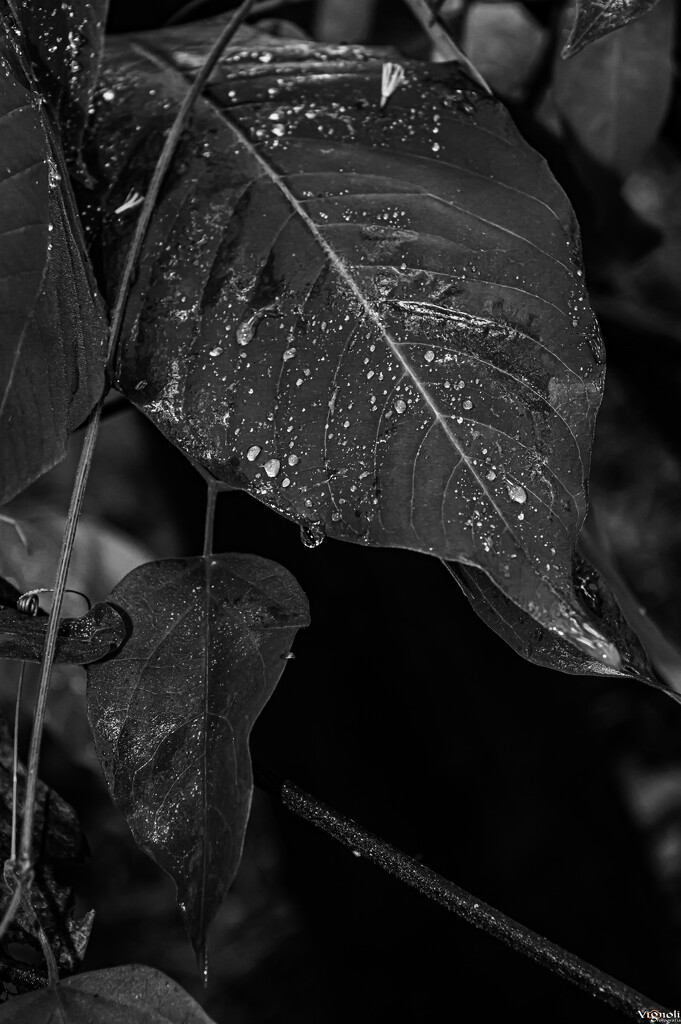 Rain drops by vignoli