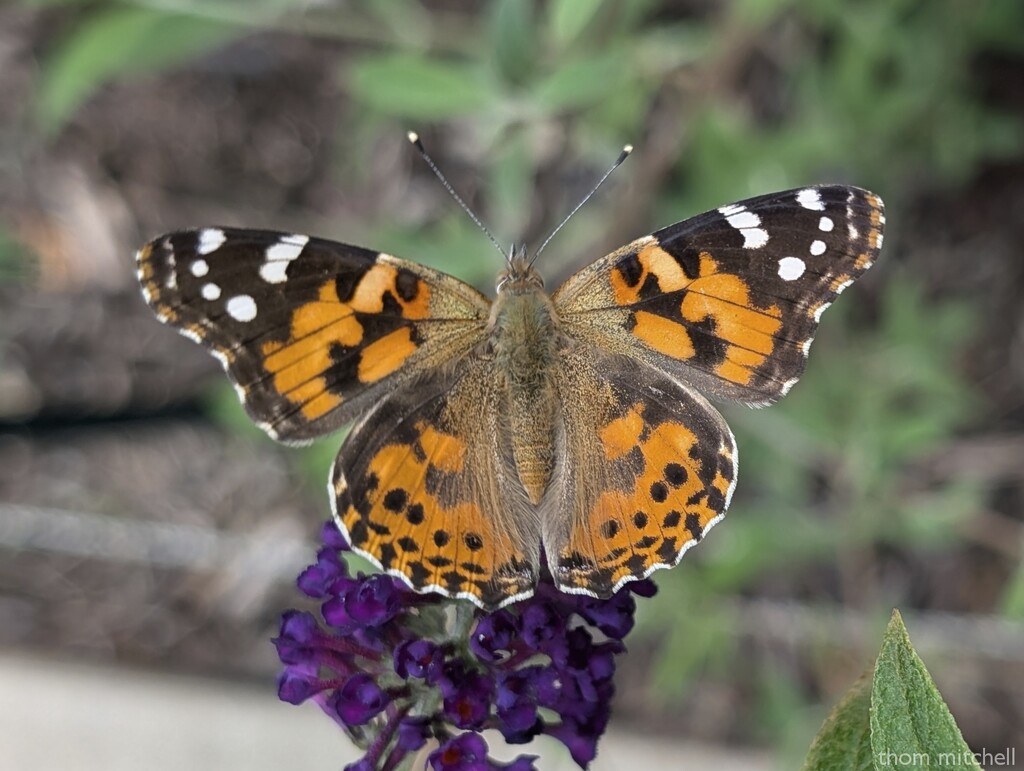 Painted Lady by rhoing