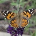 Painted Lady