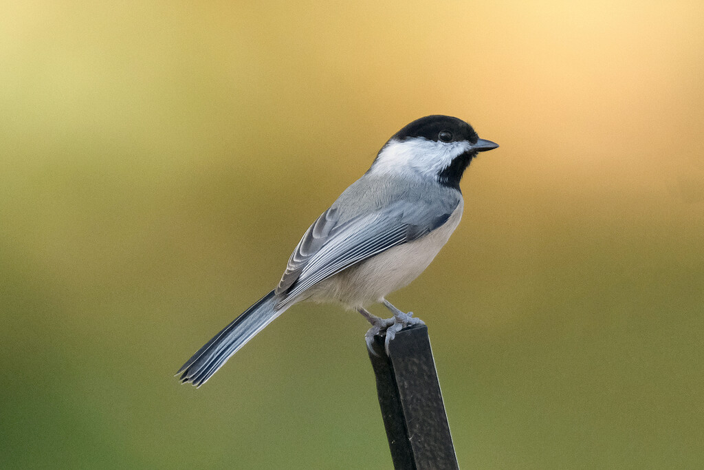 Chickadee by lsquared