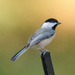 Chickadee