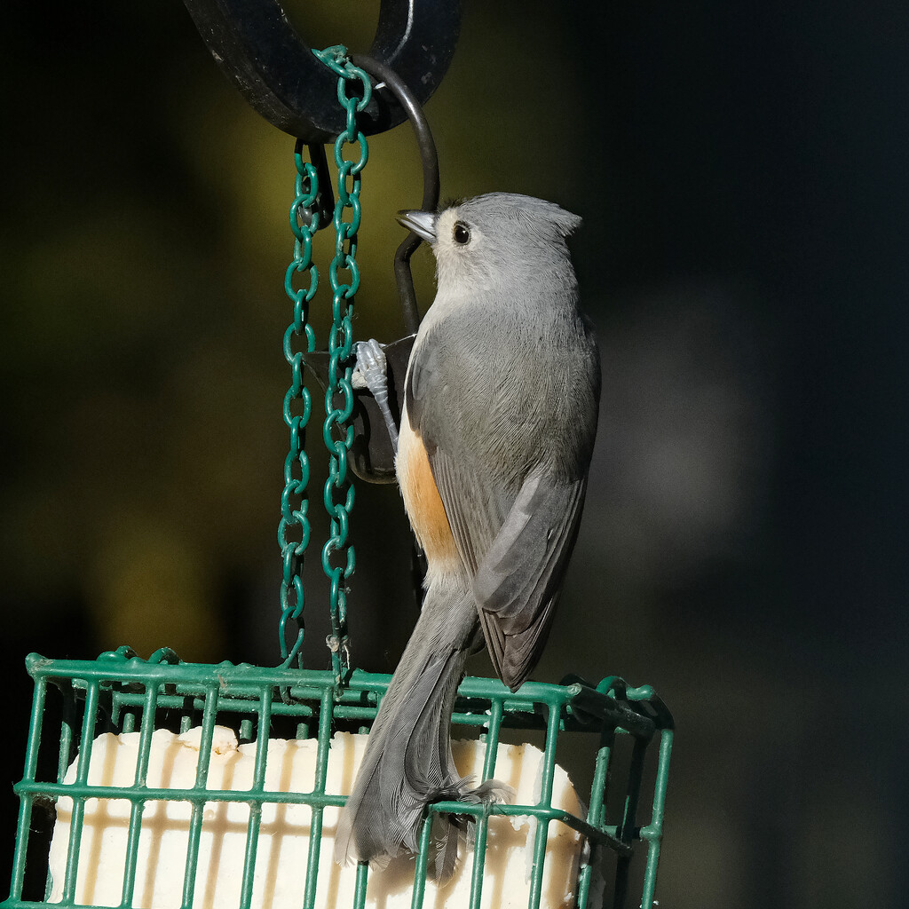 Tufted Titmouse by lsquared