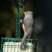 Tufted Titmouse