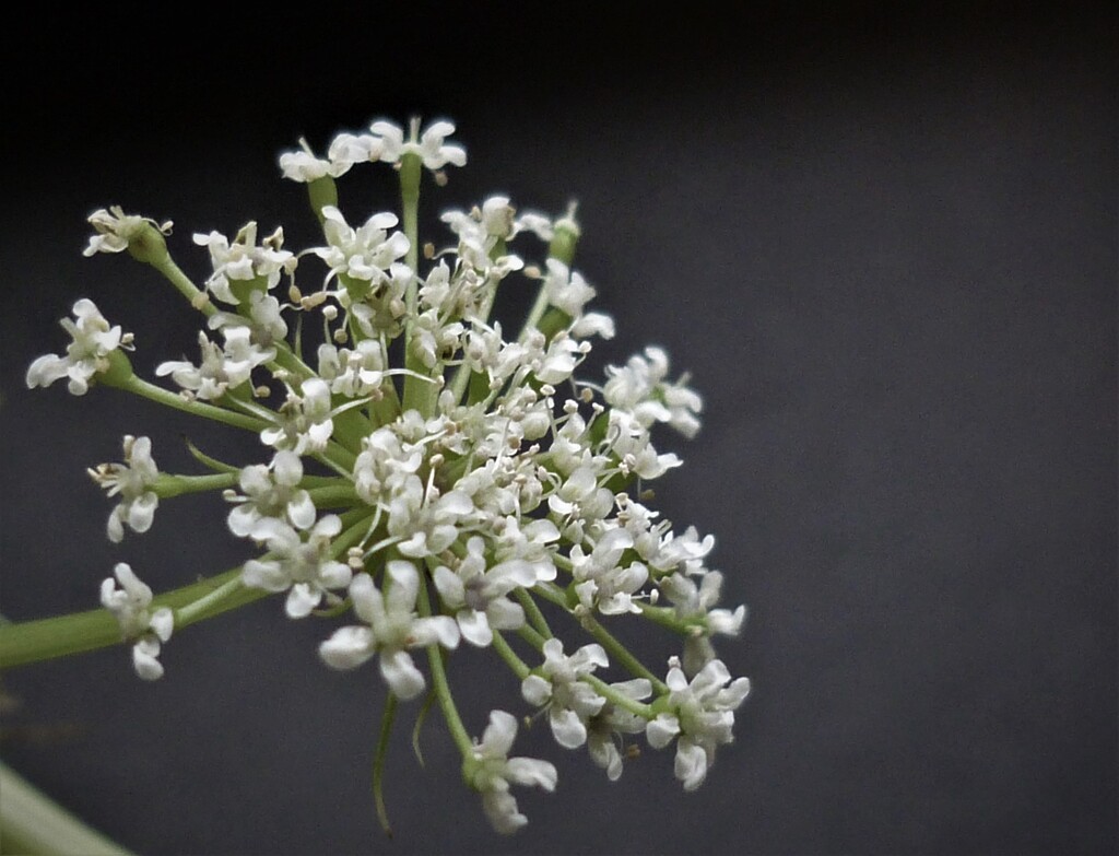 Ammi Majus  by countrylassie