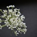 Ammi Majus 