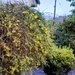 Kitchen Winter Jasmine 