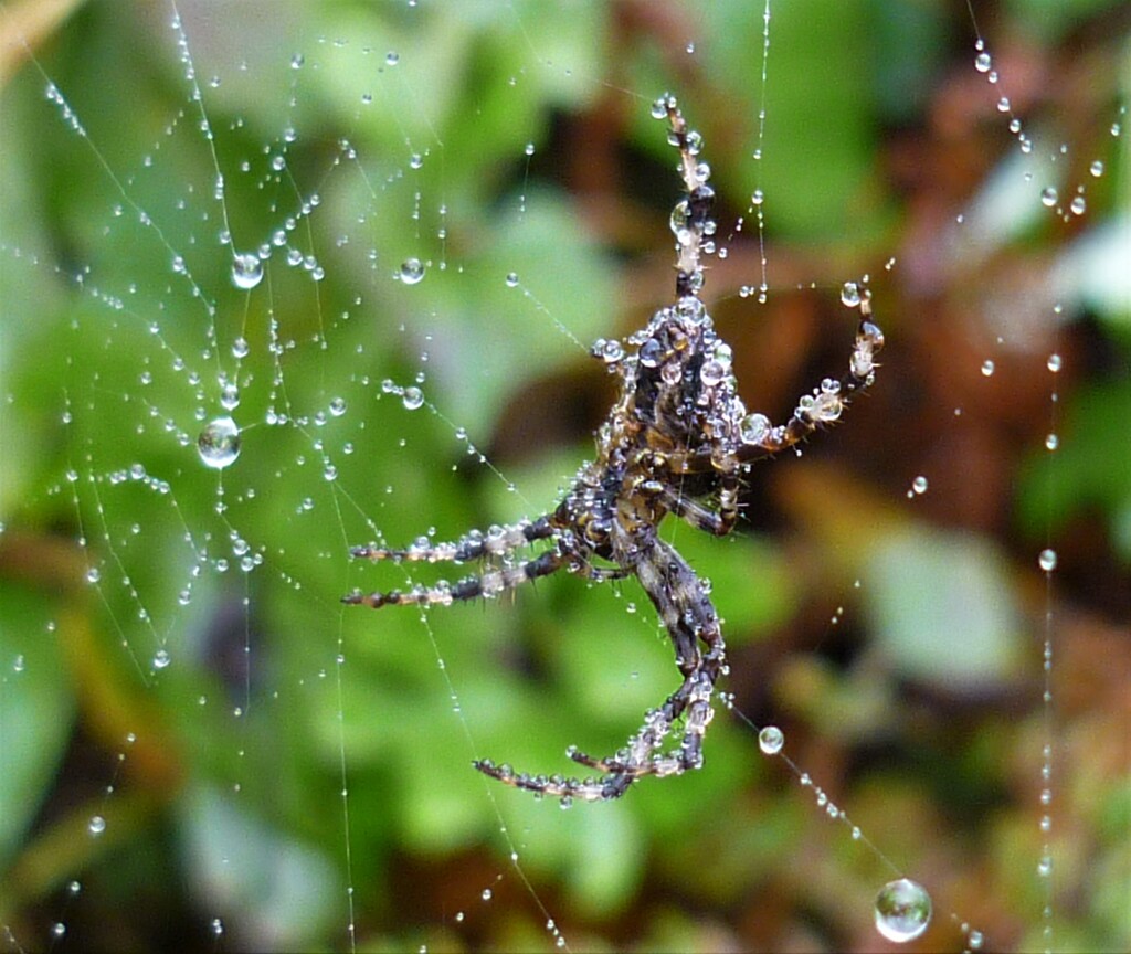 Soggy Spider  by countrylassie