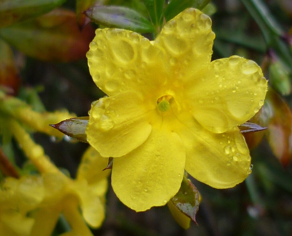 Winter Jasmine  by countrylassie