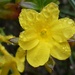 Winter Jasmine 