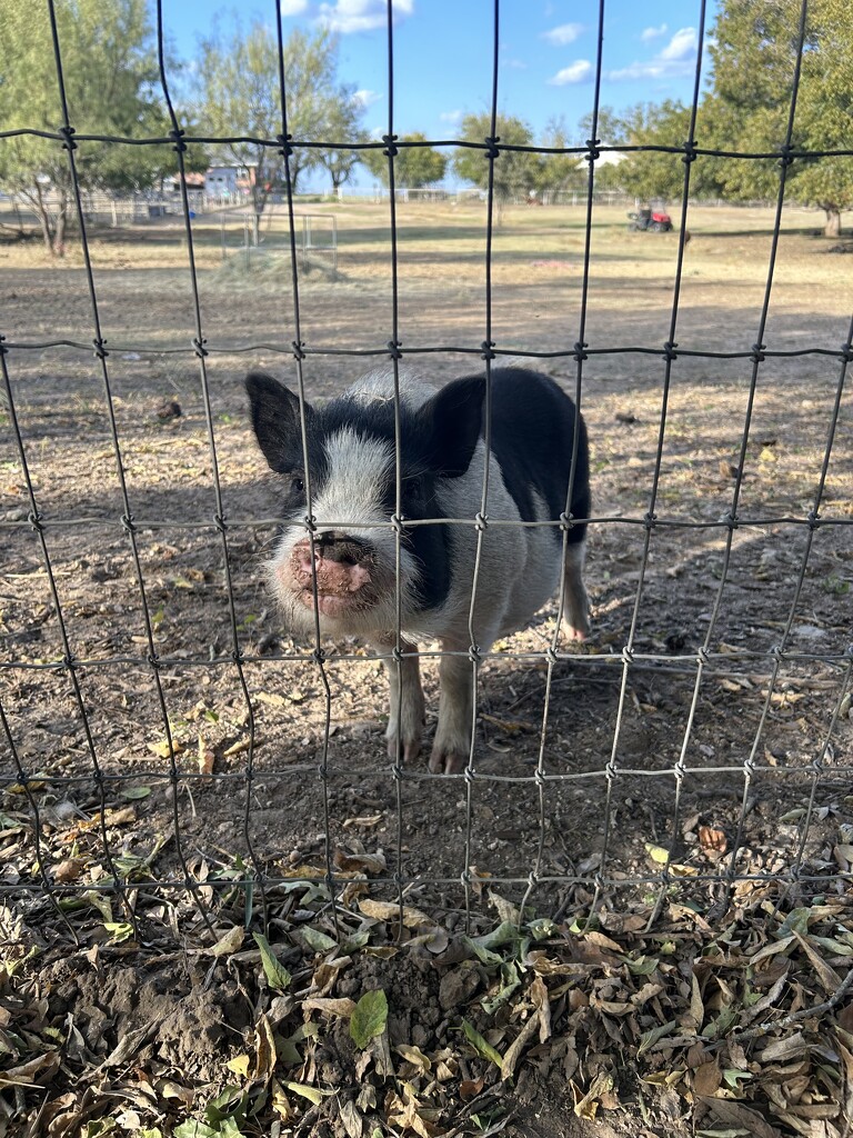 Neighbor Piggy by bellasmom