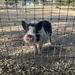 Neighbor Piggy