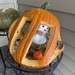 This pumpkin is not going to make it 'til the 31st!