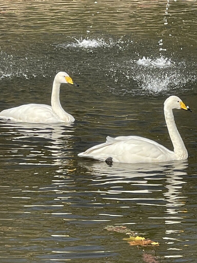 Two swans enjoying the beautiful day. by essiesue