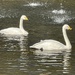 Two swans enjoying the beautiful day.