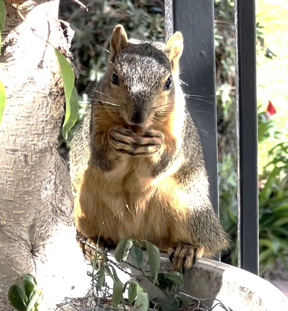 Mama Squirrel by peekysweets