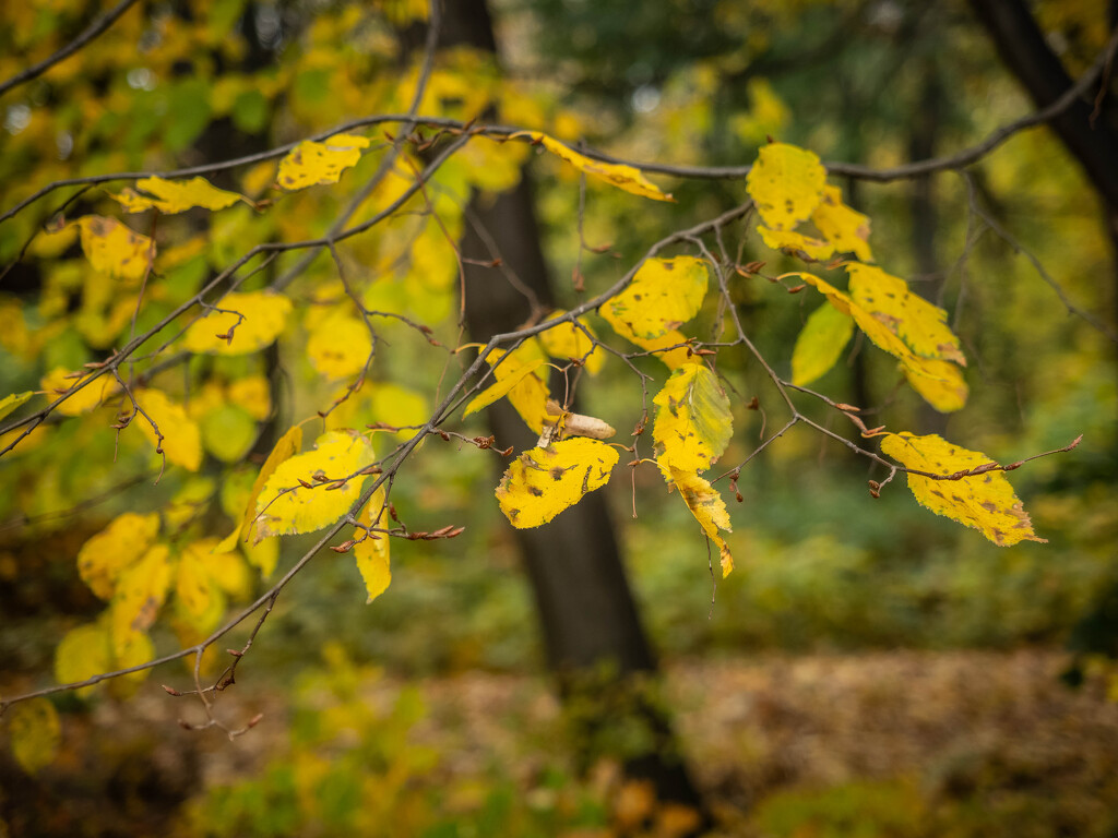 Autumn in the park by haskar