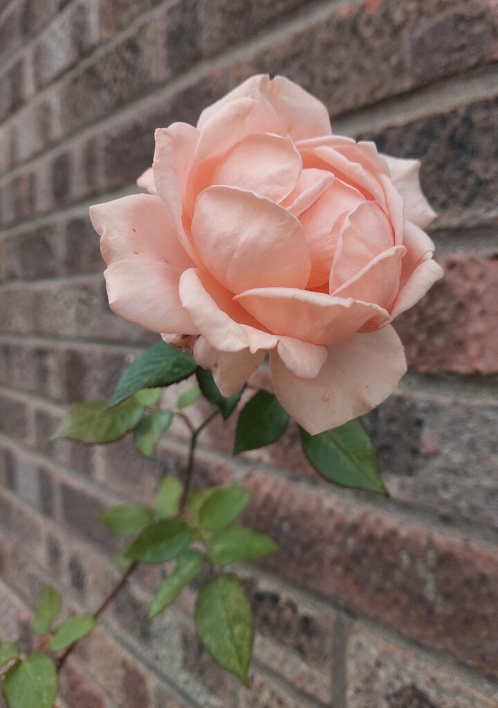 One of my last roses by busylady