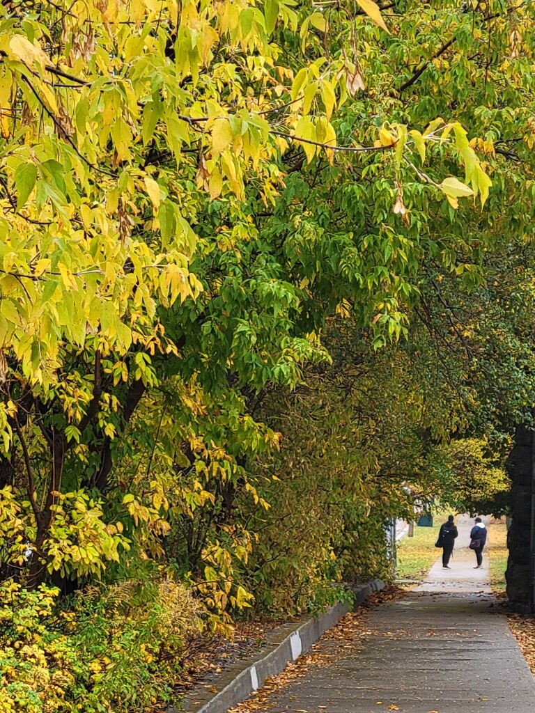 A Tunnel of Leaves by 365projectorgheatherb