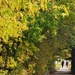 A Tunnel of Leaves