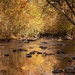 Gatlinburg - Elkmont Campground