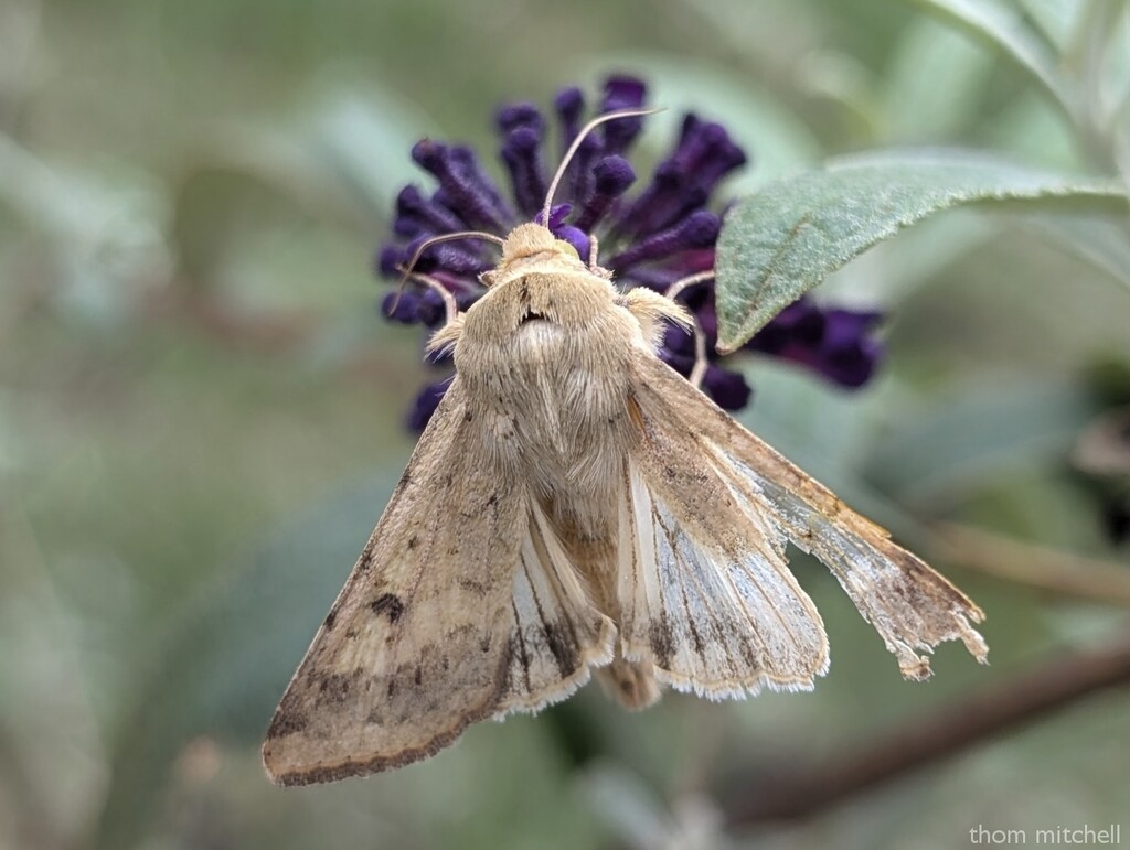 Corn Earworm Moth by rhoing