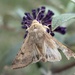 Corn Earworm Moth